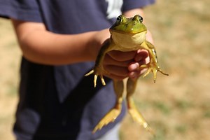 VIDEO: Frog Jump competition during Jefferson Mint Festival