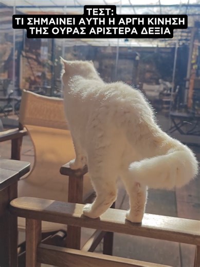 .. για να δούμε, πόσο καλά ξέρετε τη γλώσσα του σώματος της γάτας;;; 👉 Η σωστή απάντηση θα δωθεί σε 24 ωρες!!! #tsitsosthecat #γατες #γατακια #τικτοκ_ελλαδα #ελληνικοτικτοκ
