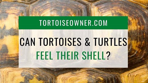 Explained: Can Tortoises & Turtles Feel Their Shell? | Tortoise Owner
