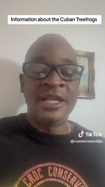 Cuban Treefrogs: Sounds of Jamaica's Urban Nights