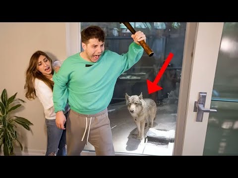 The Anazala Family! We Found A REAL WOLF in our Backyard