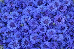 Florist Blue Boy Cornflower Seeds, 100 Count, Tall Bachelor Button Flowers - Etsy
