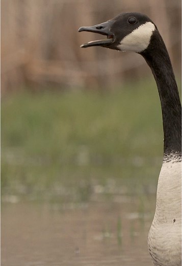 Canada Goose Calls and Sounds Explained