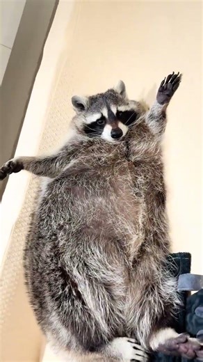 Piggy Meets Raccoon: A Surprise Encounter