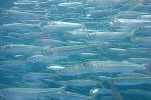 Pacific fish from Japan to Oregon still radioactive from Fukushima fallout