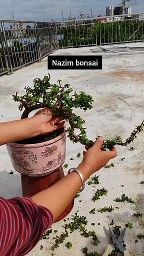 46K views · 713 reactions | Jade Plant (Crassula ovata) with flowing branches, 2.0mm aluminum wire, continuous pruning and pinching to maintain its appearance, fertilize every two weeks. #JadePlant #JadePlantStyling #JadePlantPruning | Nazim's Bonsai | Facebook