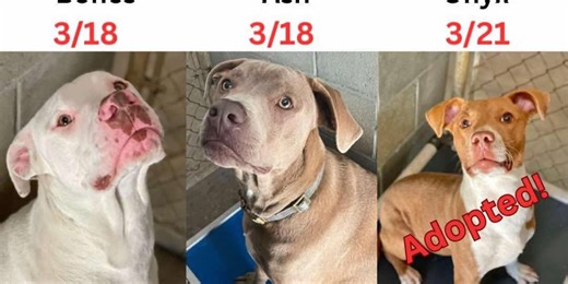 Bradford County Animal Services Shelter full, dogs up for adoption