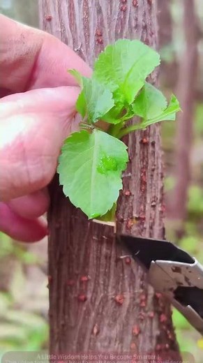 Carving a Small Square and Grafting a Tender Shoot onto a Tree Trunk!
