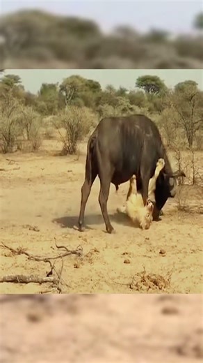 Risky Hunt Goes Wrong As A Lone Lion Targets A Powerful Buffalo