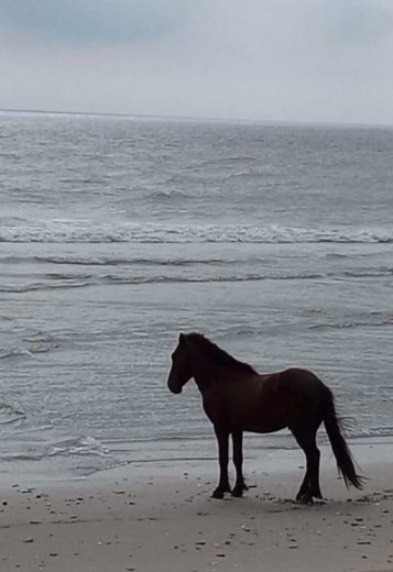 Meme de Caballo: Lo Que Veo Antes de Ver Agua Pt. 265