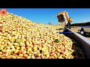 Outstanding Modern Pistachio Harvesting And Processing Technology - Pistachio Processing Factory