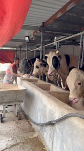 Food serving Holstein bull | Bull Barn Life