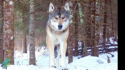 450K views · 11K reactions | We set this trail camera on a remote...