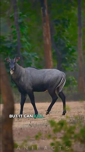 Nilgai: The Largest Antelope in Asia