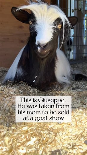 Giuseppe’s mom, Mamma Luci, was an award-winning show goat who was bred until she was crippled and could barely walk. When she had outlived her purpose, the farm was going to euthanize her until a kind neighbor stepped in and saved her life. After agreeing to take her we found out that she had just given birth a few months prior to a little boy who had been taken away from her. We asked where he was and if we could bring him the sanctuary as well and were told he was going to be loaded onto a tr