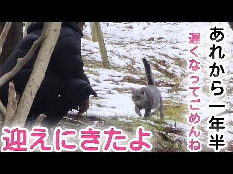 【野良猫保護】あの日から一年半、やっと迎えに来れたよ