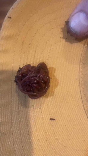 These worms balled up because I’ve left them out on a dry surface. They found a dark place and protected themselves from the light, but they couldn’t do anything but ball up. I put them on my baseball cap to show you all. ￼ | Wormmeman