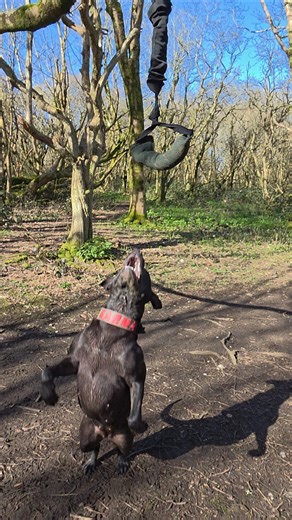 spring pole queen 👑 #bullherder #spring #pole #queen #fyp