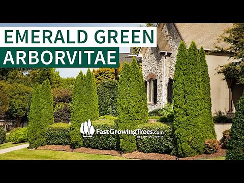 Emerald Green Arborvitae Privacy Trees | Fast Growing Trees