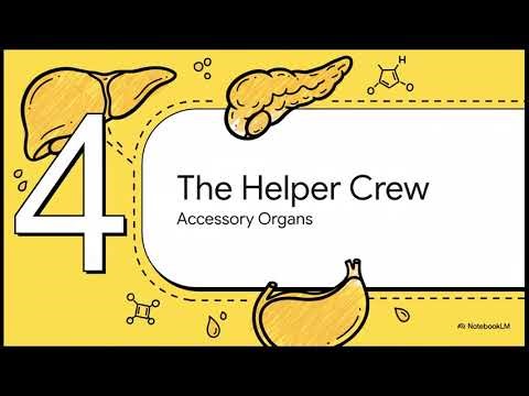 [Body Science] How Digestion Works in the Human Body (Simple Explanation)