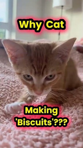 Why Cats Making Biscuits??? Explained