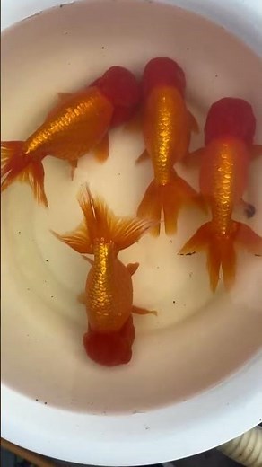 One of the oldest goldfish species in China - Tiger Head Goldfish #goldfish #koi #aquarium