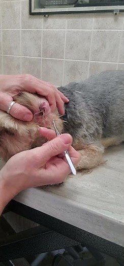 Plucking the hair from a dogs ears with tweezers, dog grooming without restraints, Yorkshire Terrier