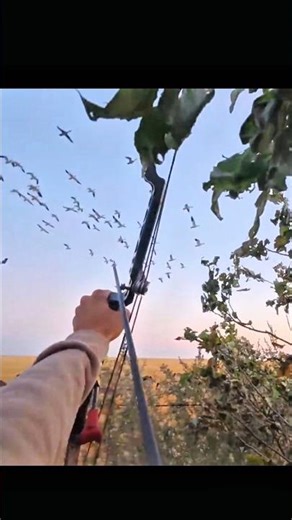 Watch this amazing duck hunting shot! #hunting #hunthowdown