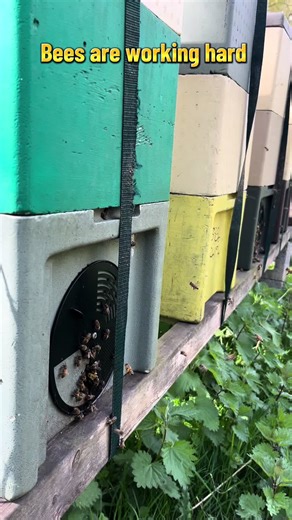 R & R Bee Company on TikTok