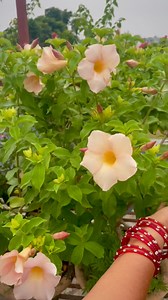 24K views · 854 reactions |  Allamanda Flower in Full Bloom! Watch...