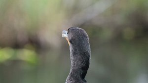 Everglades National Park Cormorant Head Anhinga Stock Footage Video (100% Royalty-free) 5995334 | Shutterstock