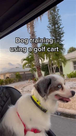 28K views · 44 reactions |  We love to use vehicles as a safe space while doing counterconditioning work!  Whether you use a car or a golf cart, you’ll want to make sure you are far enough away from triggers that your dog is subthreshold and able to take treats. ✅ I like big parking lots best! #reactivedog #anxiousdog #fancydoglife #dogbehaviorist #dogbehaviormodification | Thinking Canine | Facebook