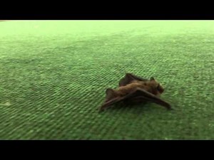 Bat Walk