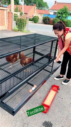 Chicken Cage with Egg Layers | Outdoor Setup & Feeding System #chicken #viralshorts