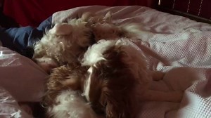 1.5K views · 118 reactions | survival training | Superdog & Batdog | Facebook