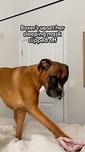 You won't catch her without her sleep mask 😂 In this week's episode of Ultimate Per Routine, Vanessa walks us through Princess Poppy's nighttime routine, which includes tablet time and a snack! Keep up with Princess Poppy on Instagram: https://thedo.do/royalprincesspoppy. | The Dodo