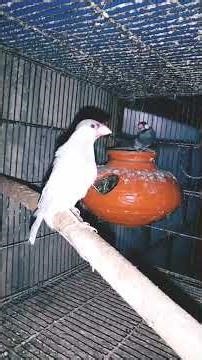 Java Finch Breeding Journey🐣❤ #animalsounds #javasparrow #javafinch #java #birdsounds #birdsinging