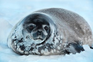 Looking at These 10 Animals of the North Pole Will Instantly Make You Happy