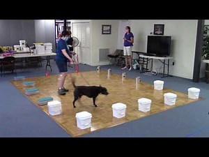 AKC Scent Work Trial - Ashland, VA - 9/5/2020 - Advanced Containers - trial 1