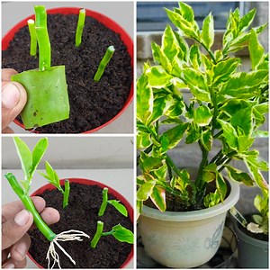 13K views · 170 reactions | How to grow Devil's backbone plant from cutting with aloevera | Pedilanthus Plant from cutting | Ashik Muztaba | Facebook