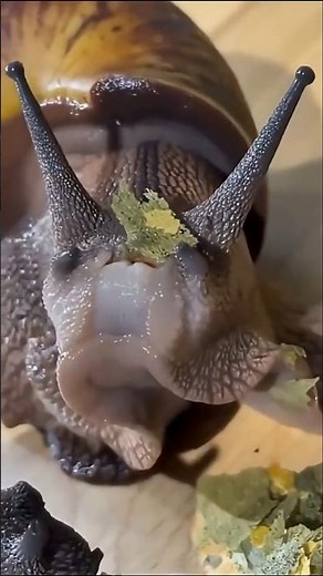 Animals with the most teeth in the world #curiosities #animals