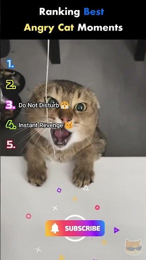 Ranking Best Angry Cat Moments 😭💀