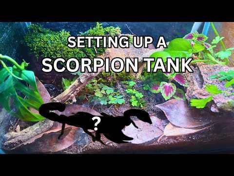 I Set Up A SCORPION TANK (Part 1- Tank Setup)