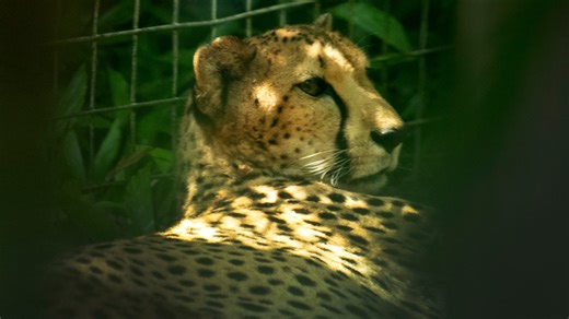 USA Today 10Best names top zoos in the country: Did Brevard Zoo make the list?