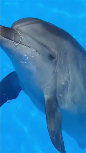 Smiling Dolphin 🌏🐬💙 | Joy of the Ocean