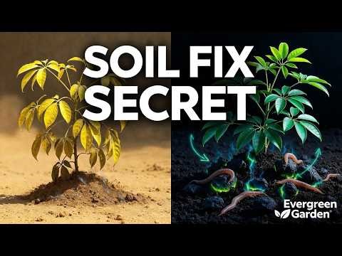 Stop Nutrient Loss in Sandy Soil: The Charged Biochar Method for Thriving Schefflera
