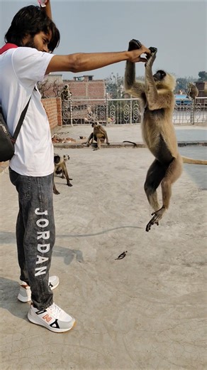 The little monkey🐒jumped and took the food from his hand.😱