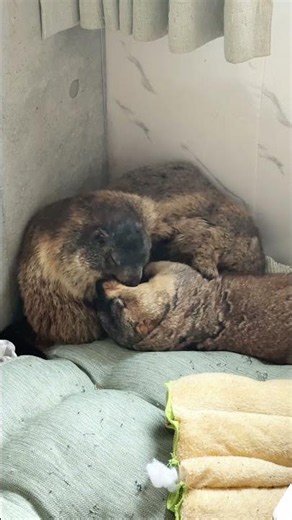 Marmot brothers fighting over the best corner for their nap. #marmot #mamochi #omochi #puku #shorts