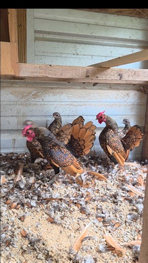 1K reactions · 17 shares | These guys are one of five pens of...