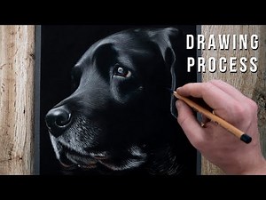 REALISTIC LABRADOR DRAWING PROCESS | How to Draw Fur on Black Paper - Shaymus Art